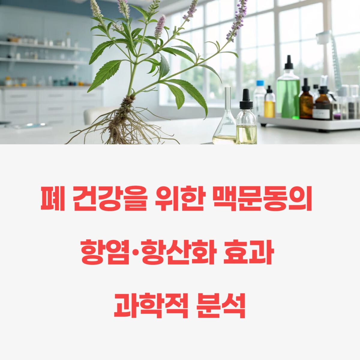 맥문동이 폐 건강에 효과적인 이유